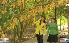 Hậu Giang: Vườn dâu ngàn gốc trĩu cành từ gốc tới ngọn