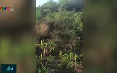 Voi rừng về phá hoa màu của người dân ở Đăk Lăk