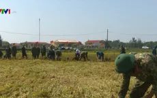 Bộ đội giúp người dân gặt lúa bị ngập nước