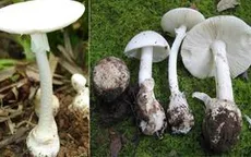 Ăn nấm rừng, 4 người bị ngộ độc nhập viện
