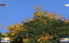 Ngắm hoa trước hiên nhà - bình yên mùa dịch bệnh