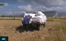 Lúa được mùa được giá, người dân Nam Trung Bộ vơi đi nỗi lo hạn mặn, dịch bệnh