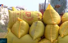 Trồng lúa an toàn, hiệu quả và bền vững với chuỗi liên kết lúa gạo