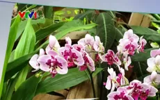 Hoa lan trồng tại Pháp có gì đặc biệt?