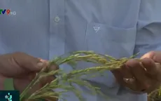 Sử dụng giống lúa Thiên Đàng chưa được phép lưu hành, người dân hoang mang