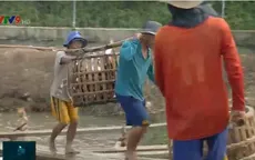 Giá cá tra giảm sâu do ảnh hưởng từ dịch COVID-19, nông dân bị lỗ nặng