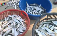 Nhộn nhịp mùa khai thác cá trích ở bãi ngang TT-Huế