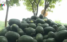 Dưa hấu vụ sớm được mùa, được giá