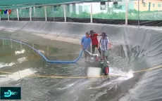 Hiệu quả máy vệ sinh ao tôm tại ĐBSCL