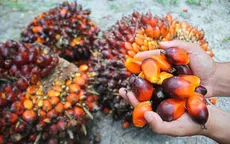 Sản lượng dầu cọ Malaysia sụt giảm trong năm 2020