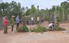 Liên tiếp phát hiện, xử lý 3 gia đình trồng cần sa trái phép ở Đăk Lăk