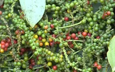Giá tiêu đồng loạt tăng lên hơn 40.000 đồng/kg