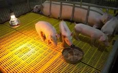 Việt Nam nhập khẩu lợn giống từ Thái Lan