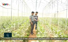 Nhiều nhà vườn Đà Lạt thu lợi nhờ chủ động kế hoạch sản xuất