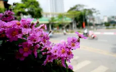 Ngắm bằng lăng khoe sắc rực rỡ đầu hè, rộn ràng từng góc phố
