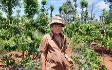 Trồng hơn 1.000 cây cần sa trong... rẫy cà phê
