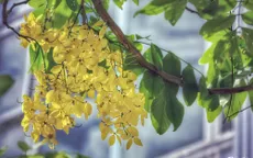 Ngắm muồng hoàng yến nở rộ dưới nắng hè