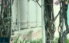 Tái diễn tình trạng cắt nhổ trộm cây hoa giấy ở thành phố Nha Trang