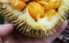Mít rừng có giá cả trăm nghìn đồng 1 kg