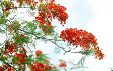Phượng vỹ đỏ rực góc trời Hà Nội