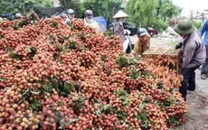 Xuất khẩu hơn 6.000 tấn vải thiều Thanh Hà bằng đường biển