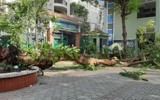 Bộ GD&ĐT yêu cầu khẩn trương kiểm tra cây xanh trong trường học
