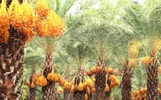 Mê mẩn trước vườn chà là sai quả chín rực ở Đồng Tháp