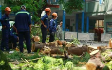 Vụ cây phượng bật gốc ở TP.HCM: Gia đình học sinh tử vong là hộ cận nghèo