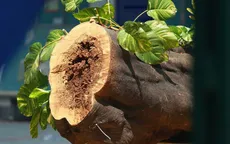 Bộ trưởng Phùng Xuân Nhạ yêu cầu các nhà trường xử lý các cây nguy hiểm, có thể gãy đổ