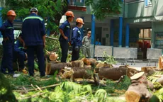 Vụ cây phượng đổ làm chết học sinh: Sở GD&ĐT TP.HCM ra công văn khẩn