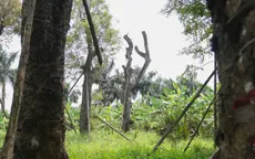 Số phận của hàng cây trên đường Kim Mã giờ ra sao?