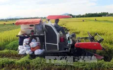 Nối lại xuất khẩu gạo, nông dân ĐBSCL kỳ vọng về vụ lúa Hè Thu thắng lợi