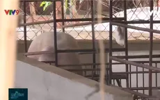 Gian nan tái đàn sau dịch tả heo Châu Phi