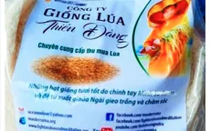 Giống lúa Thiên Đàng không nằm trong danh mục cho phép
