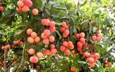 Bộ NN&PTNT: Chưa khẳng định việc không xuất được vải tươi sang Nhật Bản