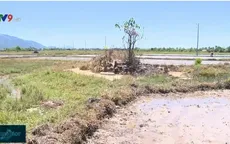 Khoanh vùng sản xuất: "Giải pháp mềm" ứng phó hiệu quả với nắng hạn