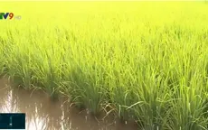 Sản xuất lúa hiệu quả với mô hình liên kết tổ hợp tác, hợp tác xã