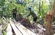 Phú Yên: Điều tra các đối tượng ngang nhiên mở đường để phá rừng