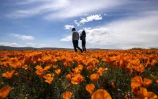 Hàng triệu bông hoa anh túc nở rộ bất chấp hạn hán lịch sử tại California (Mỹ)