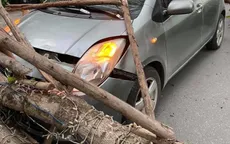 Hà Nội: Cây xanh bật gốc đè trúng ô tô đang chạy trên đường
