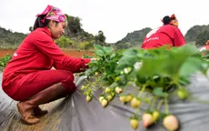 Dâu tây Mộc Châu chinh phục người dùng