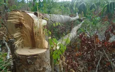 Bình Thuận lập chuyên án xử lý các vụ phá rừng Tà Cú