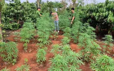 Liên tiếp phát hiện các vụ trồng cần sa, có nhà tới hơn 1.000 cây