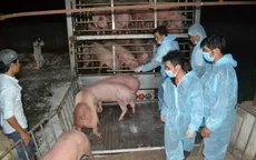 Lô lợn giống nhập khẩu từ Thái Lan về tới Việt Nam
