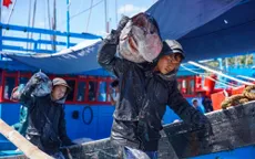 Ngư dân Tam Quan vui mùa cá ngừ đại dương