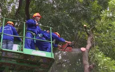Muốn chặt, tỉa cây xanh trong trường học, bệnh viện phải làm đơn