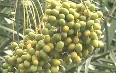 Trồng thành công giống chà là trái to bằng quả táo