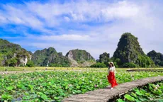 Con đường gỗ giữa hồ sen ở Hang Múa gây sốt vì vẻ lãng mạn