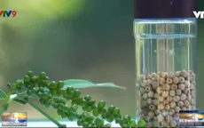 Chăm sóc tiêu bằng trứng, sữa thu về hạt tiêu như kẹo