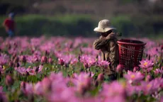Đẹp mê mẩn hồ sen Điện An của Quảng Nam